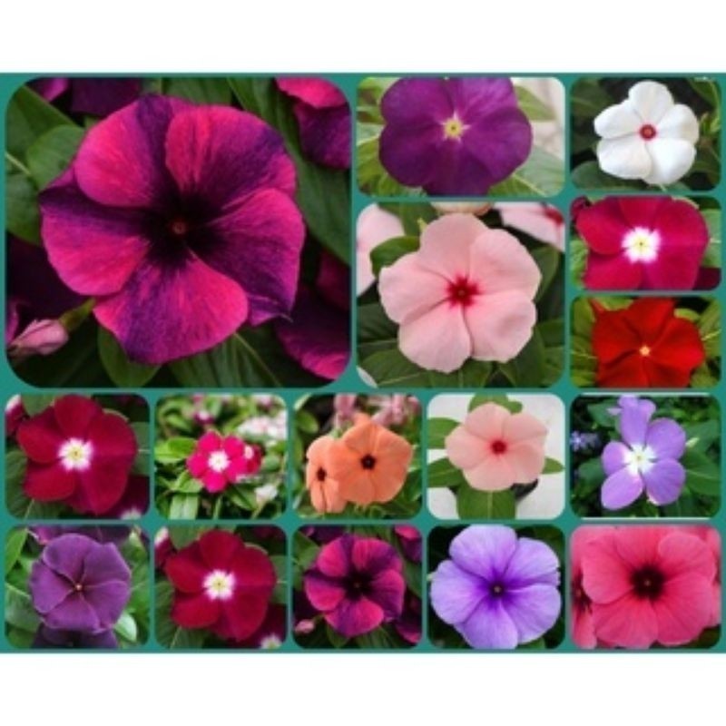 50 Sementes Vinca madagascar Exóticas ( boa noite ). FN