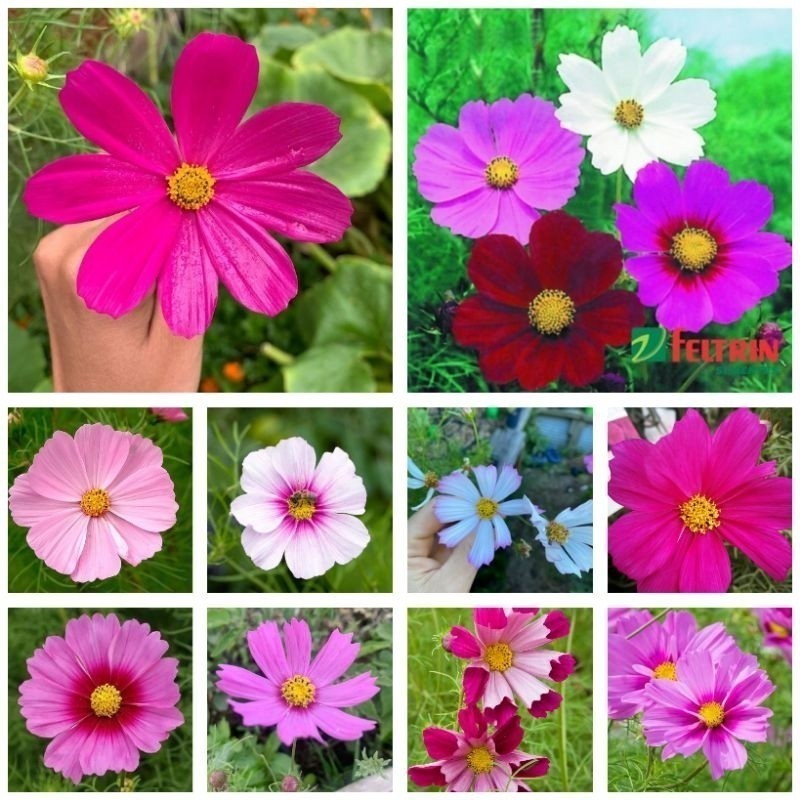 Beleza natural   Sementes Cosmos de Jardins Cores Exóticas. Premium EXCLUSIVO germina rápido