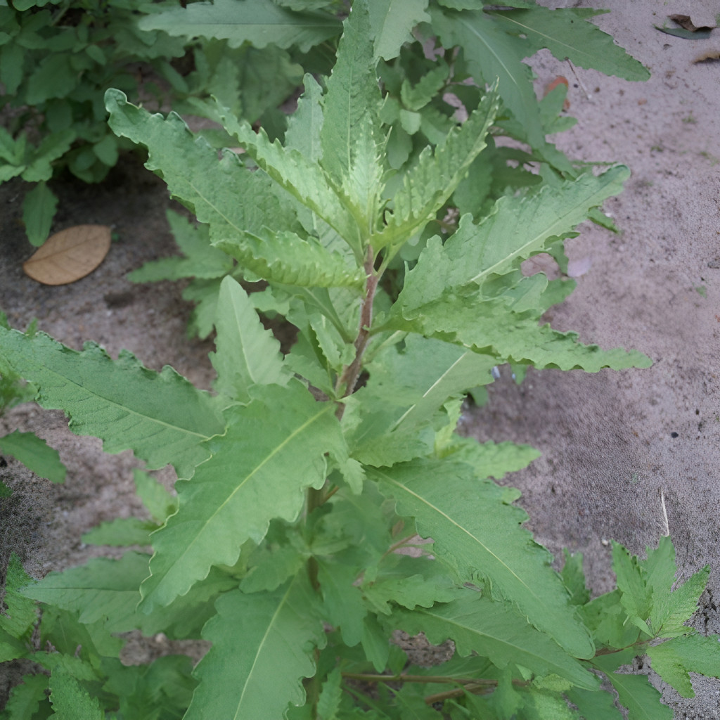 Sementes De Mastruz germinação rápida germinação rápida