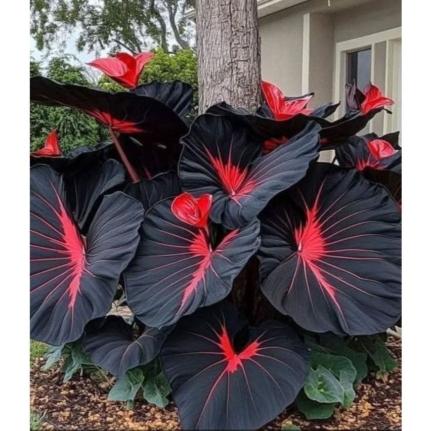 Caladium Pixelleaf 100 sementes com manual de cultivo Premium