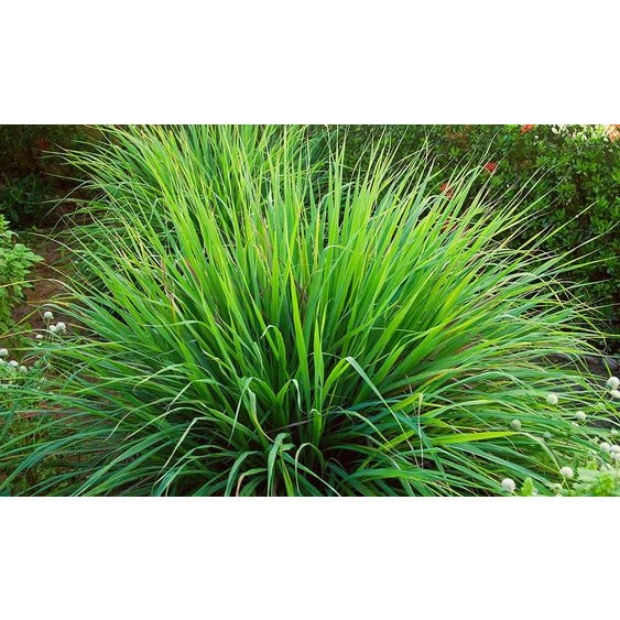 Fácil cultivo 100 sements capim santo com manual de cultivo Para iniciantes
