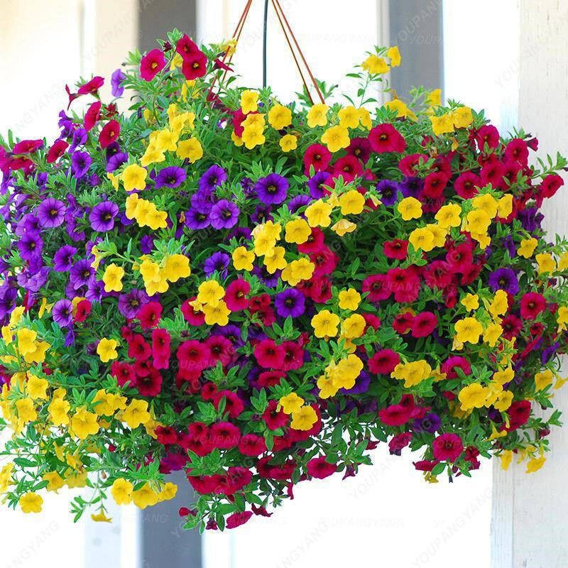 Fácil de levantar  Sementes de Petúnia de Cores Misturadas Sementes de Morning Glory Cores Mistur