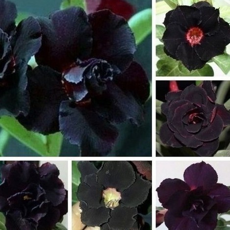 Rara 5 sementes Rosa do deserto flor negra/sement. rosa do deserto flor negra Premium EXCLUSIVO