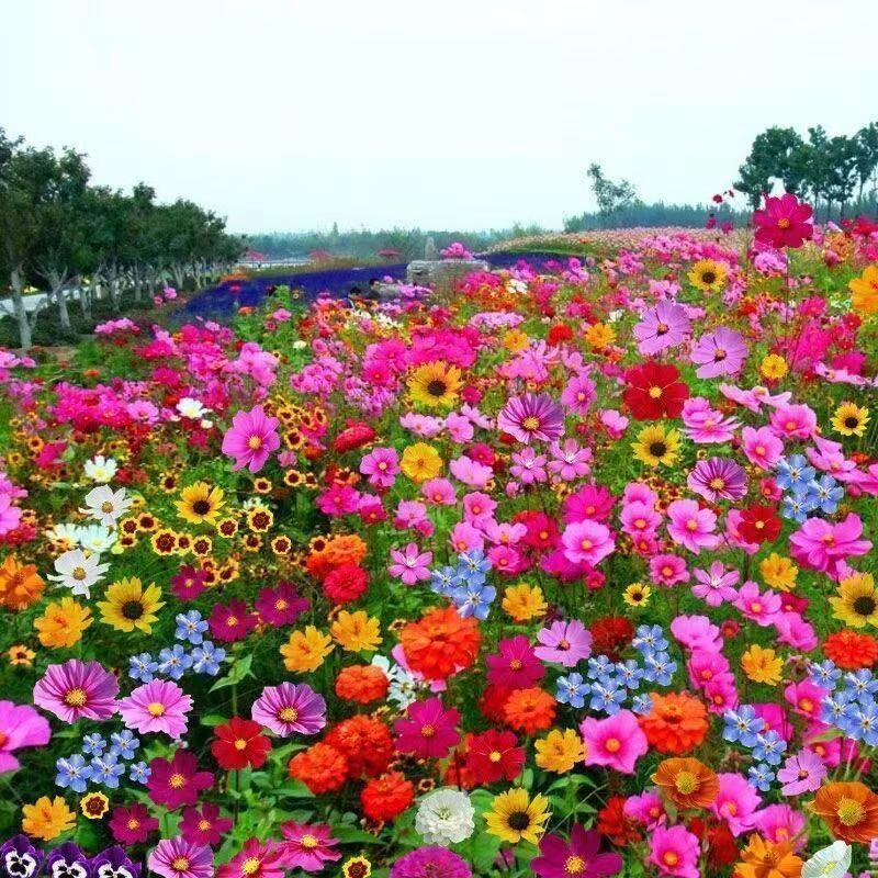 Sementes premium 100  Sementes de Flores Mistas — Jardim Colorido e Fácil de Cultivar