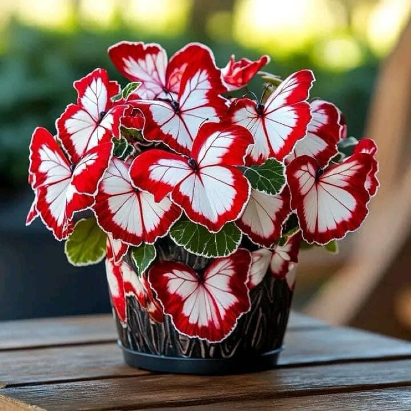 Sementes premium  Sementes Begônia Borboleta RedWhite  envio rápido