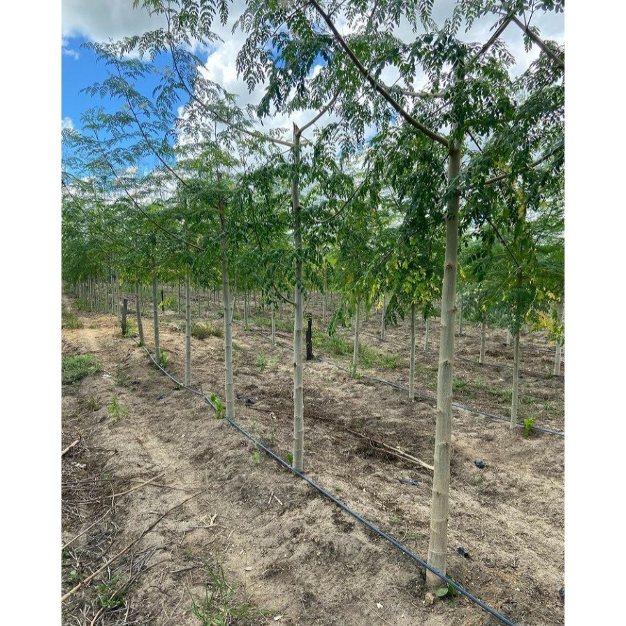 Fácil cultivo 100 Sementes de Moringa Oleifera Para iniciantes