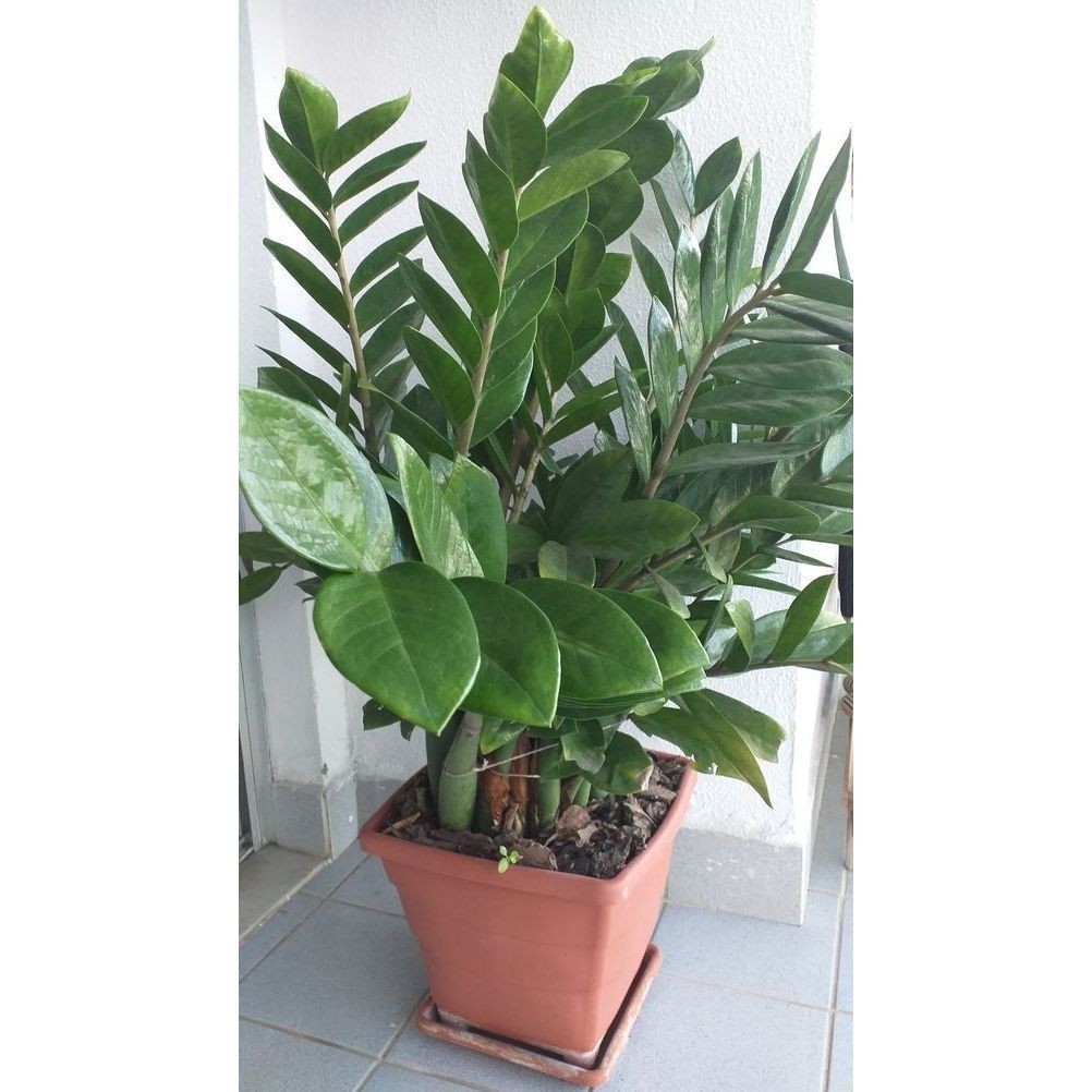 PROMOÇÃO ENVIO SUPER RÁPIDO zamiocuca verde 100 sementes com manual de cultivo II T1 germinação rápida