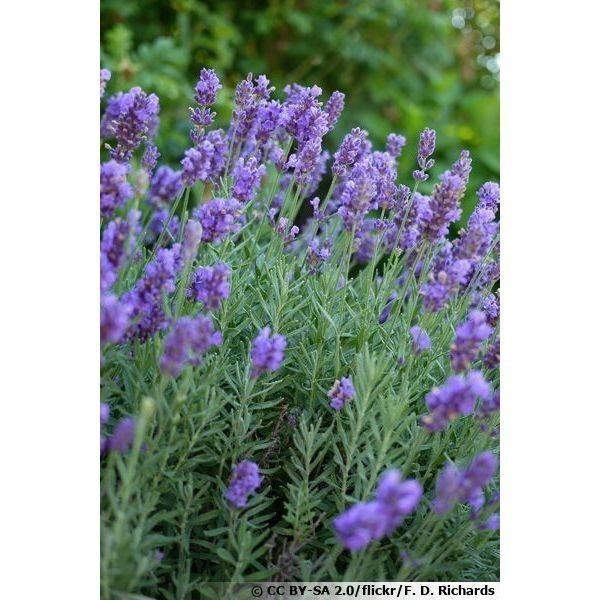 Sementes premium 100 sementes lavanda com manual de cultivo pronta entrega envio 24h I