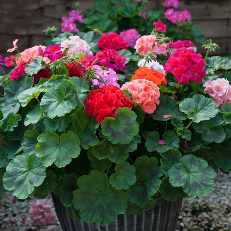 Rara Sementes de Gerânio Misturadas  Sementes de Bonsai Fácil Cultivo Envio Rápido Pronta Entrega