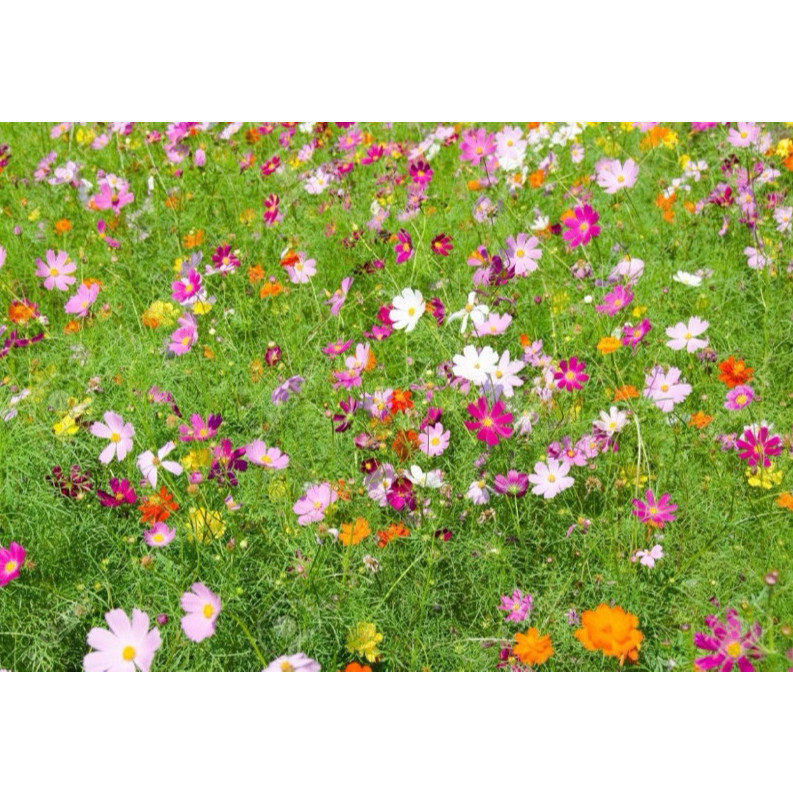 Sementes De Flor Cosmos Cores Sortidas Flores Vasos Para iniciantes