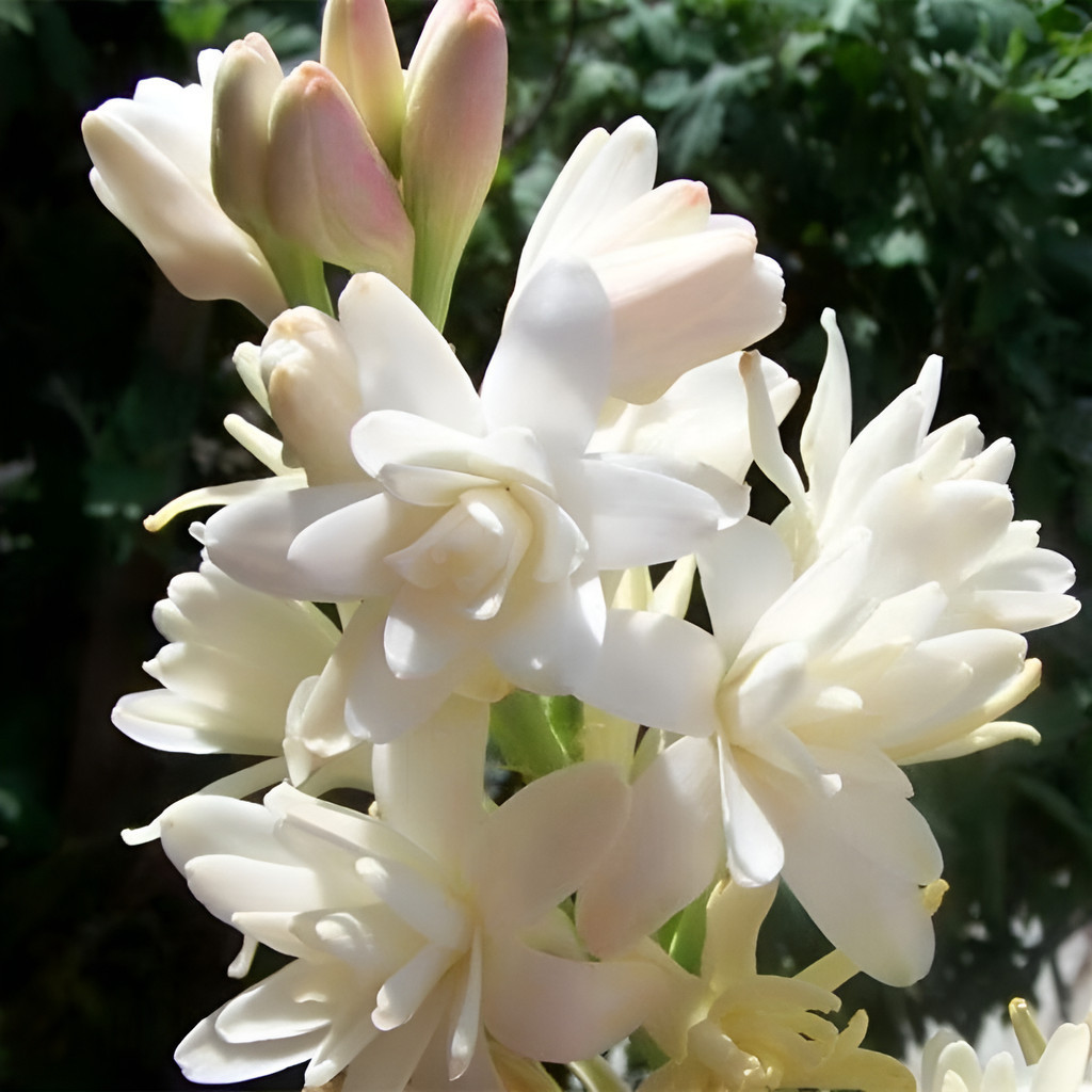 100 sementes Polianthes Tuberosa - A Rainha Das Flores Perfumadas